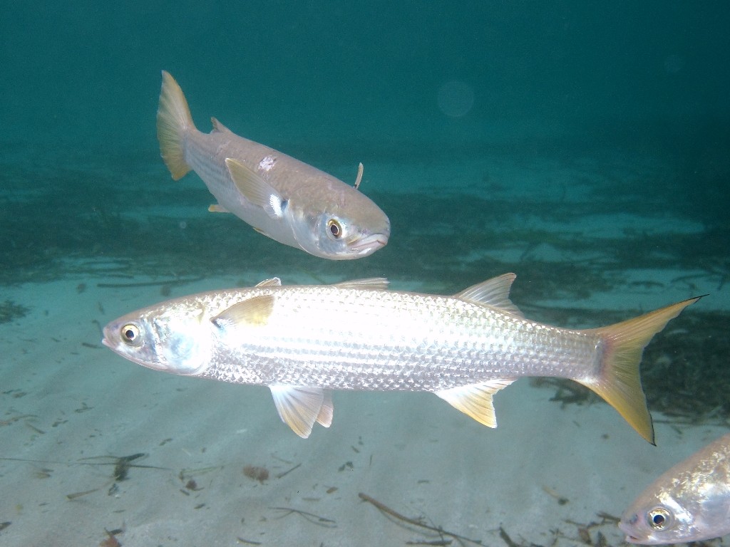 Mugil cephalus (Linnaeus, 1758)
